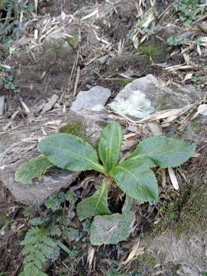 玉山櫻草