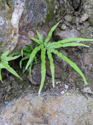 井欄邊草 (鳳尾蕨)