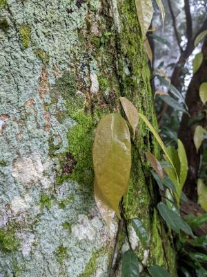 阿里山珍珠蓮