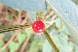 雙花龍葵