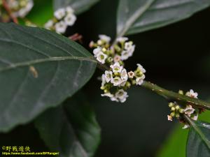 臺灣山桂花