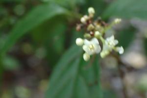 臺灣山桂花