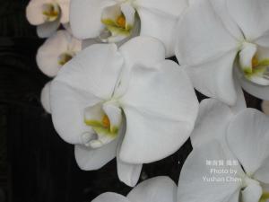 白蝴蝶蘭