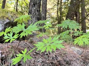 高山破傘菊