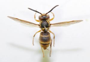 阿里山黃胡蜂 Vespula arisana