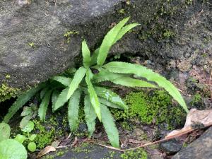 井欄邊草 (鳳尾蕨)