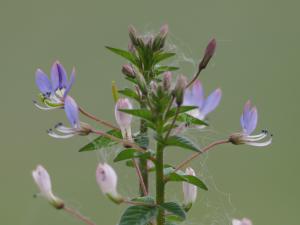 皺子白花菜