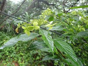 華八仙(華南分布)