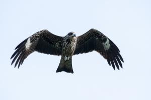 黑鳶（臺灣亞種）