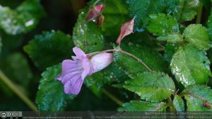 紫花鳳仙花