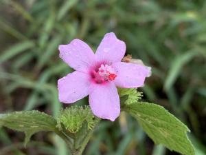 地桃花 (肖梵天花)