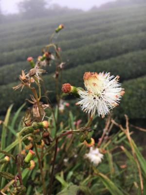 野茼蒿