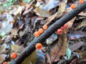 Microstoma floccosum(卷毛小口盤菌)