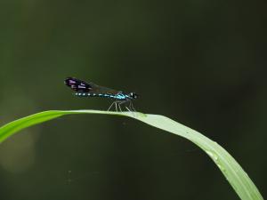 三斑鼻蟌 (棋紋鼓蟌)