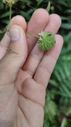 頭花香苦草