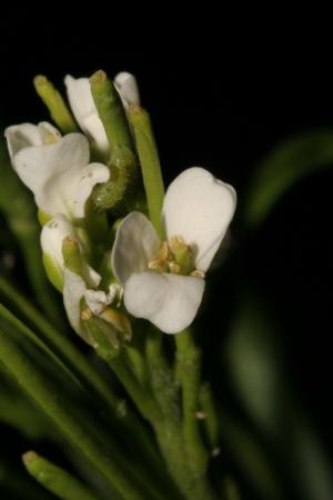 基隆筷子芥-Cruciferae十字花科-筷子芥屬-Arabis stelleris var. japonica-20090413臺北-北海岸-十八王公廟-雙子葉-IMG_2838