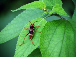 Xylotrechus sauteri