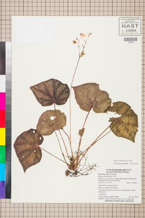 Begonia rhombicarpa標本_BRCM 2662