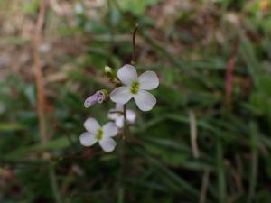 玉山筷子芥