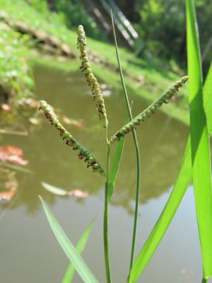 圓果雀稗