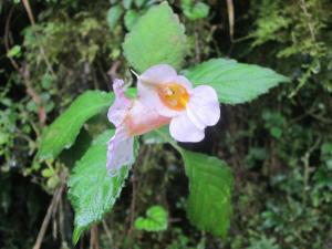 紫花鳳仙花