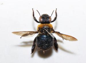 黃領木蜂 Xylocopa sauteri