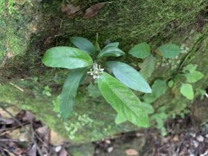 白花蛇根草