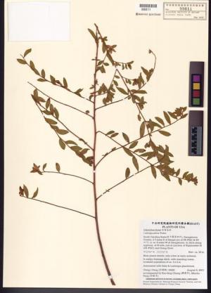 Ludwigia pilosa Walter_標本_BRCM 7761