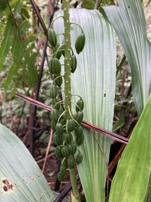 台灣根節蘭