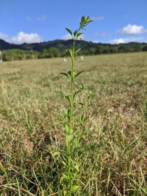 野甘草