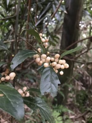 臺灣山桂花