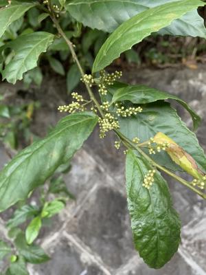 臺灣山桂花