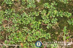 Erigeron bellioides DC._BRCM 6112