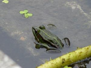 福建側褶蛙