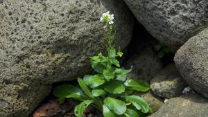 基隆筷子芥