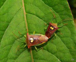 Sastragala esakii Hasegawa, 1959 伊錐同椿