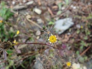 小白花鬼針