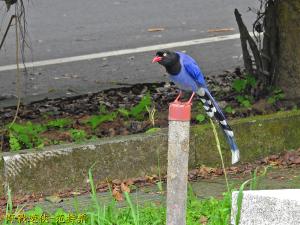 台灣藍鵲