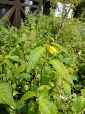 黃花鳳仙花