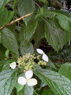 華八仙(華南分布)