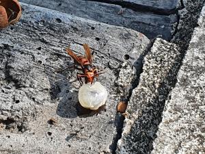 黑尾胡蜂 (姬虎頭蜂 雙金環虎頭蜂)