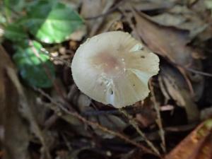 Amanita esculenta(可食鵝膏)