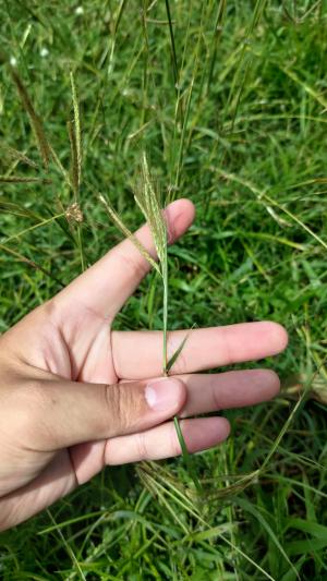 雙花草