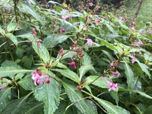 棣慕華鳳仙花