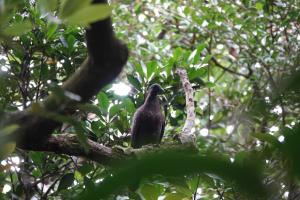 Japanese Wood-Pigeon (Japanese)