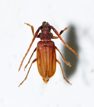 扁角鋸天牛(扁鬚鋸天牛) Sarmydus antennatus