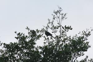 紅頭綠鳩(台灣亞種)