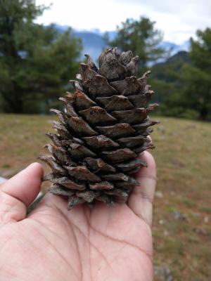 臺灣華山松