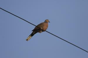 珠頸斑鳩