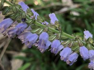 日本紫花鼠尾草